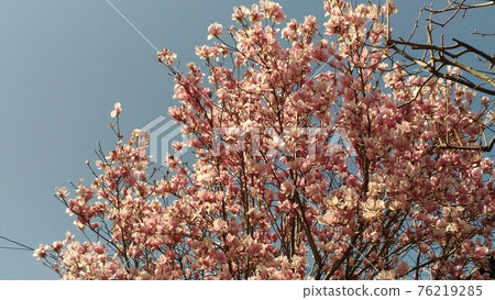 Light purple flowers of Shumokullen Light purple flowers of Shumokullen 76219285