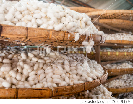Silkworm cocoons 76219359