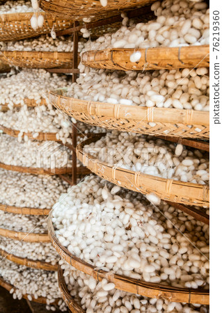 Silkworm cocoons Silkworm cocoons 76219360