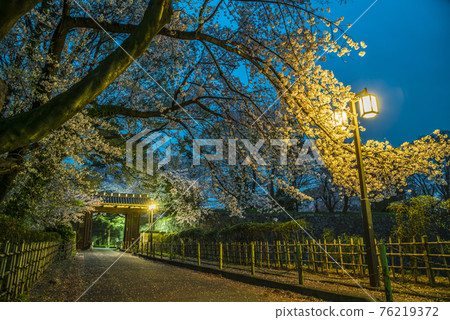 《愛知縣》名古屋城二之丸大手二之門櫻花夜景 《愛知縣》名古屋城二之丸大手二之門櫻花夜景 76219372