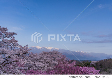 （長野縣）大草城公園的櫻花和黎明中阿爾卑斯的遠景 76219400