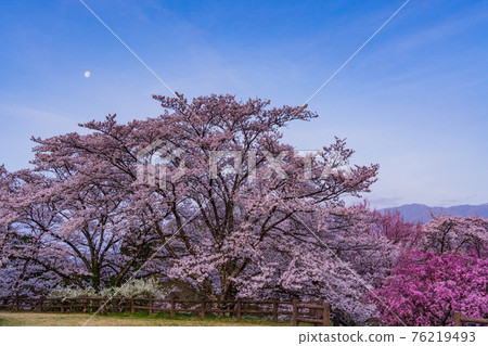 （長野）月光下奧城城公園的櫻花 76219493