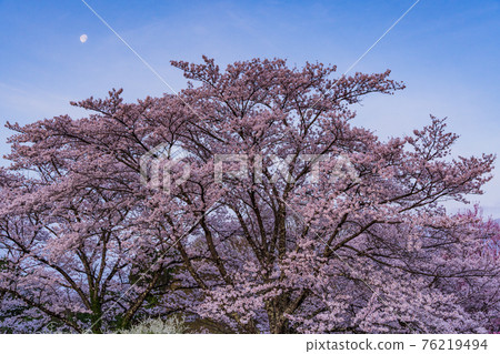 （長野）月光下奧城城公園的櫻花 76219494