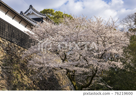 Maizuru公園的櫻花 76219600