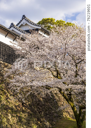 Maizuru公園的櫻花 76219601