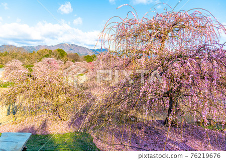 鈴鹿森林花園梅花 76219676