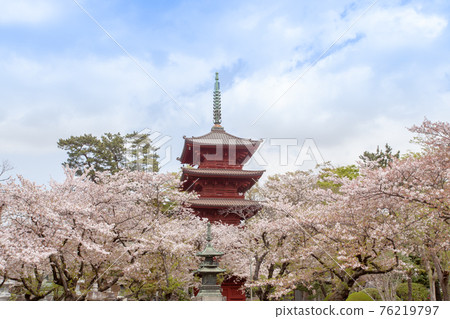 Nakayama Hokekyoji Temple in Spring Nakayama Hokekyoji Temple in Spring 76219797