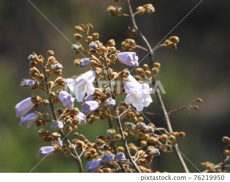 泡桐花 泡桐花 76219950