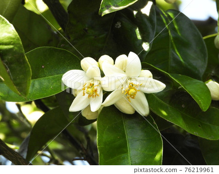 Hassak flowers Hassak flowers 76219961