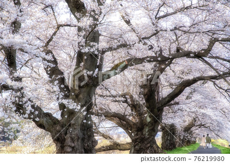 A famous place for cherry blossoms Miyagi Shiroishi River bank Ichimoku Senbonzakura A famous place for cherry blossoms Miyagi Shiroishi River bank Ichimoku Senbonzakura 76219980