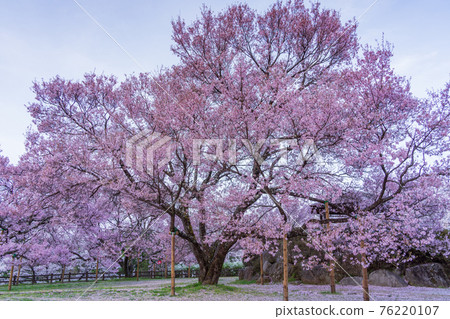 （長野縣）奧城公園，櫻花盛開 76220107