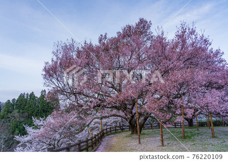 (長野縣)奧城公園,櫻花盛開 (長野縣)奧城公園,櫻花盛開 76220109