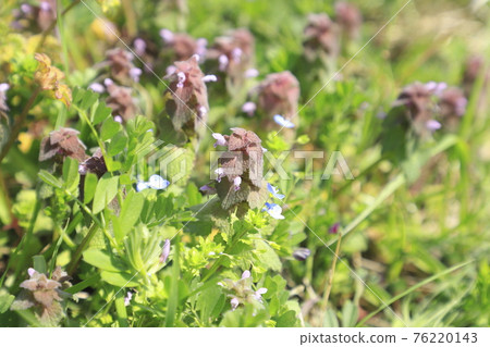 Spring flowers: Red deadnettle and Persian speedwell Spring flowers: Red deadnettle and Persian speedwell 76220143