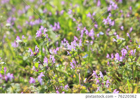 佛料 (Henbit) 或 Sankaigusa (Sangaigusa) 佛料 (Henbit) 或 Sankaigusa (Sangaigusa) 76220362