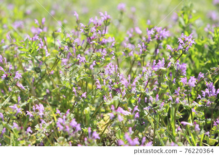 Buddha material (Henbit) or Sankaigusa (Sangaigusa) 76220364