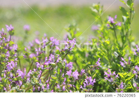 佛料 (Henbit) 或 Sankaigusa (Sangaigusa) 佛料 (Henbit) 或 Sankaigusa (Sangaigusa) 76220365