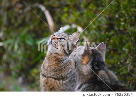 Two Kijitora cats together in the park Two Kijitora cats together in the park 76220394