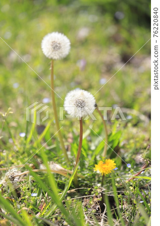 春天的野花蒲公英和雜草 76220840