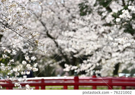 Minuma代水上的紅橋和櫻花 76221002