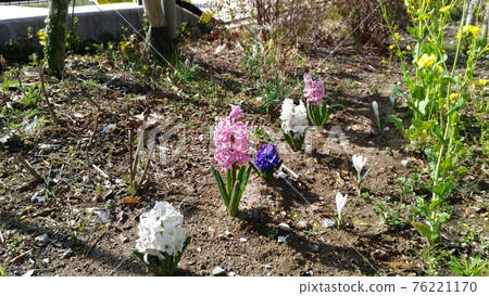 花園裡的風信子花 76221170