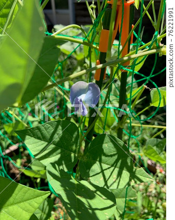 Rocky bean flowers Rocky bean flowers 76221991