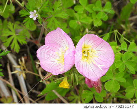 Pinkladies（野草） 76222177