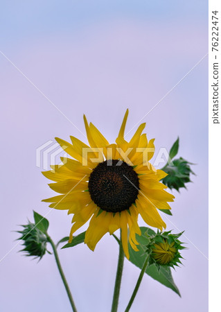 開花在夏天天空的向日葵 76222474