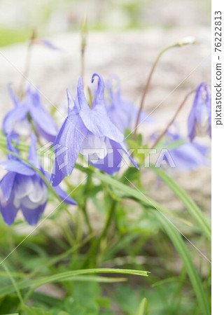 Miyama Odamaki of Mt. Shirouma 76222813