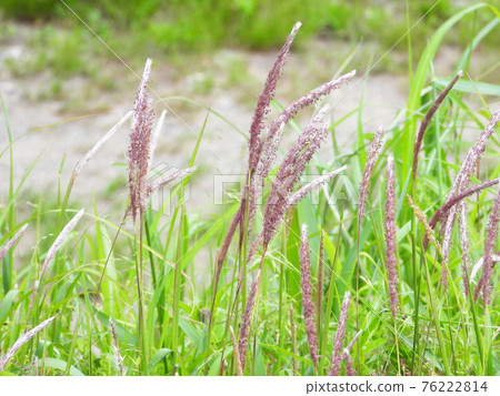 白茅(野草) 白茅(野草) 76222814