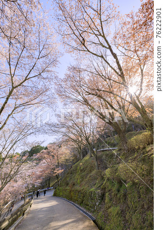 櫻花盛開的世界遺產，清晨的吉野山 76222901