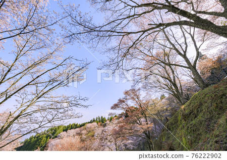 櫻花盛開的世界遺產，清晨的吉野山 76222902