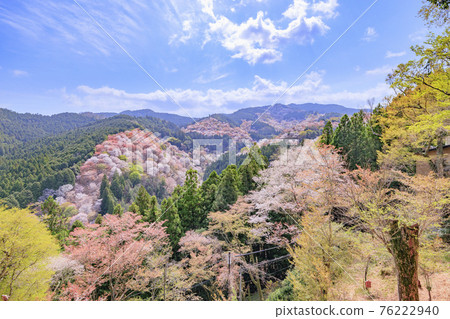 櫻花盛開的世界遺產,清晨的吉野山 櫻花盛開的世界遺產,清晨的吉野山 76222940