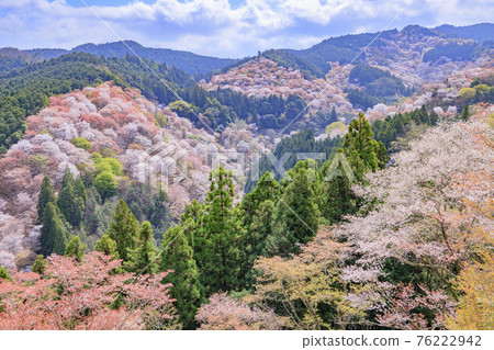 櫻花盛開的世界遺產,清晨的吉野山 櫻花盛開的世界遺產,清晨的吉野山 76222942