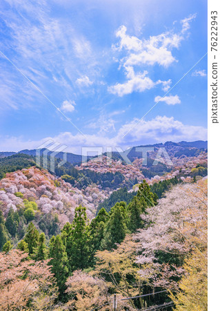 櫻花盛開的世界遺產，清晨的吉野山 76222943