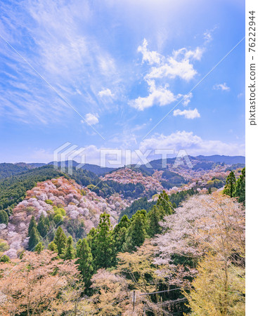 櫻花盛開的世界遺產，清晨的吉野山 76222944
