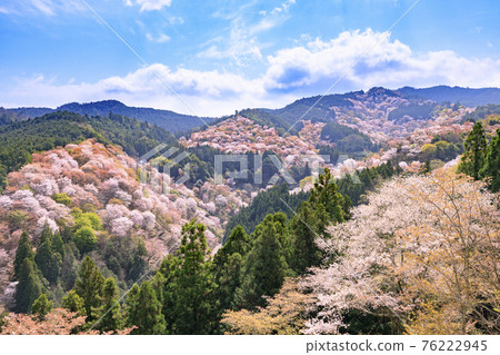 櫻花盛開的世界遺產，清晨的吉野山 76222945