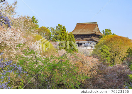 World heritage site in full bloom of cherry blossoms, Mt. Yoshino in the early morning World heritage site in full bloom of cherry blossoms, Mt. Yoshino in the early morning 76223166