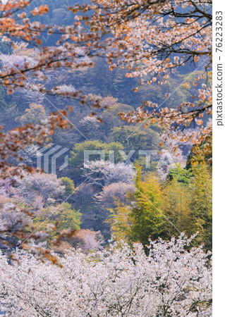 World heritage site in full bloom of cherry blossoms, Mt. Yoshino in the early morning World heritage site in full bloom of cherry blossoms, Mt. Yoshino in the early morning 76223283