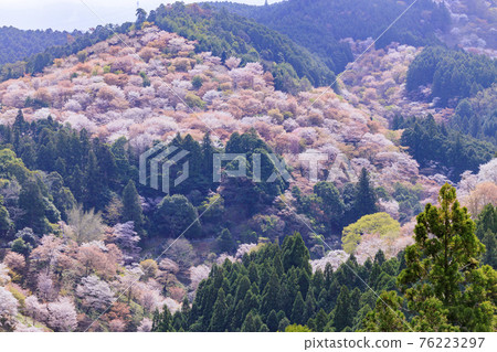 World heritage site in full bloom of cherry blossoms, Mt. Yoshino in the early morning 76223297