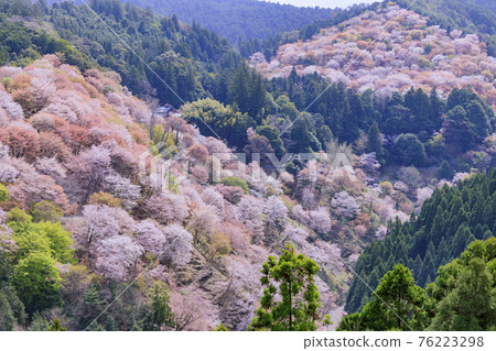 櫻花盛開的世界遺產，清晨的吉野山 76223298