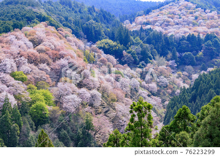櫻花盛開的世界遺產，清晨的吉野山 76223299