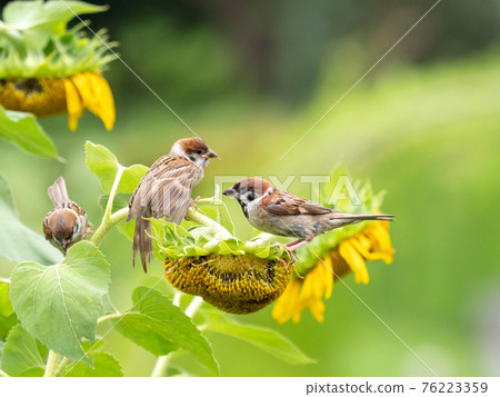 Sparrow and sunflower 76223359