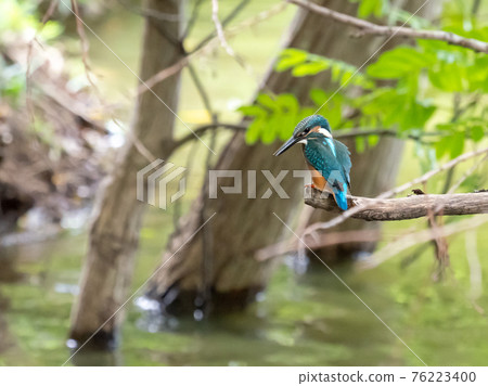夏天的翠鳥 夏天的翠鳥 76223400