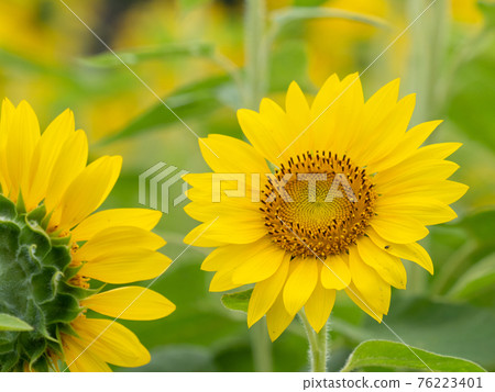 向日葵花 向日葵花 76223401