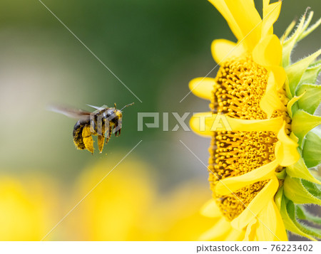 A bear stick in a sunflower A bear stick in a sunflower 76223402
