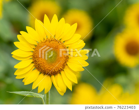Sunflower flower Sunflower flower 76223403