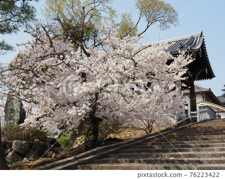 Kyoto Higashiyama cherry blossoms at Kinkai Komyoji Temple 76223422