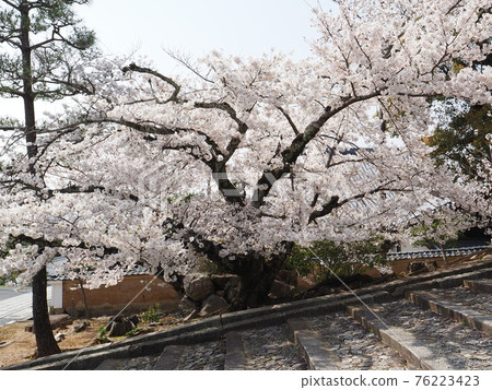 京都東山櫻花在金開宮下寺 76223423
