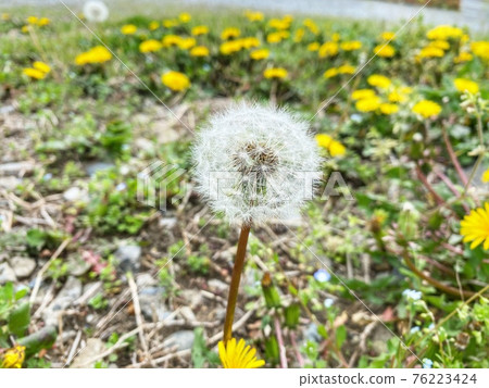 在陽光明媚的日子裡綻放美麗的蒲公英 76223424