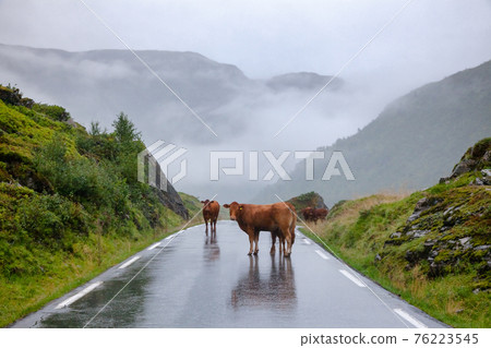 Rree range cattle on a mountain road in Norway Scandinavia - road hazard concept Rree range cattle on a mountain road in Norway Scandinavia - road hazard concept 76223545